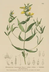 小牛小麦（Melampyrum laricetorum、Melampyrum carpathicum、Melampyrum sylvaticum）